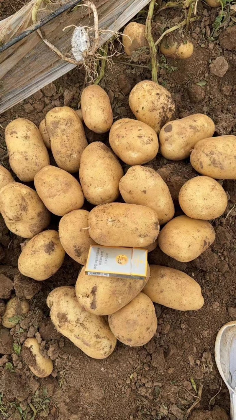黄心土豆大量上市，品类齐全欢迎各地采购商选购