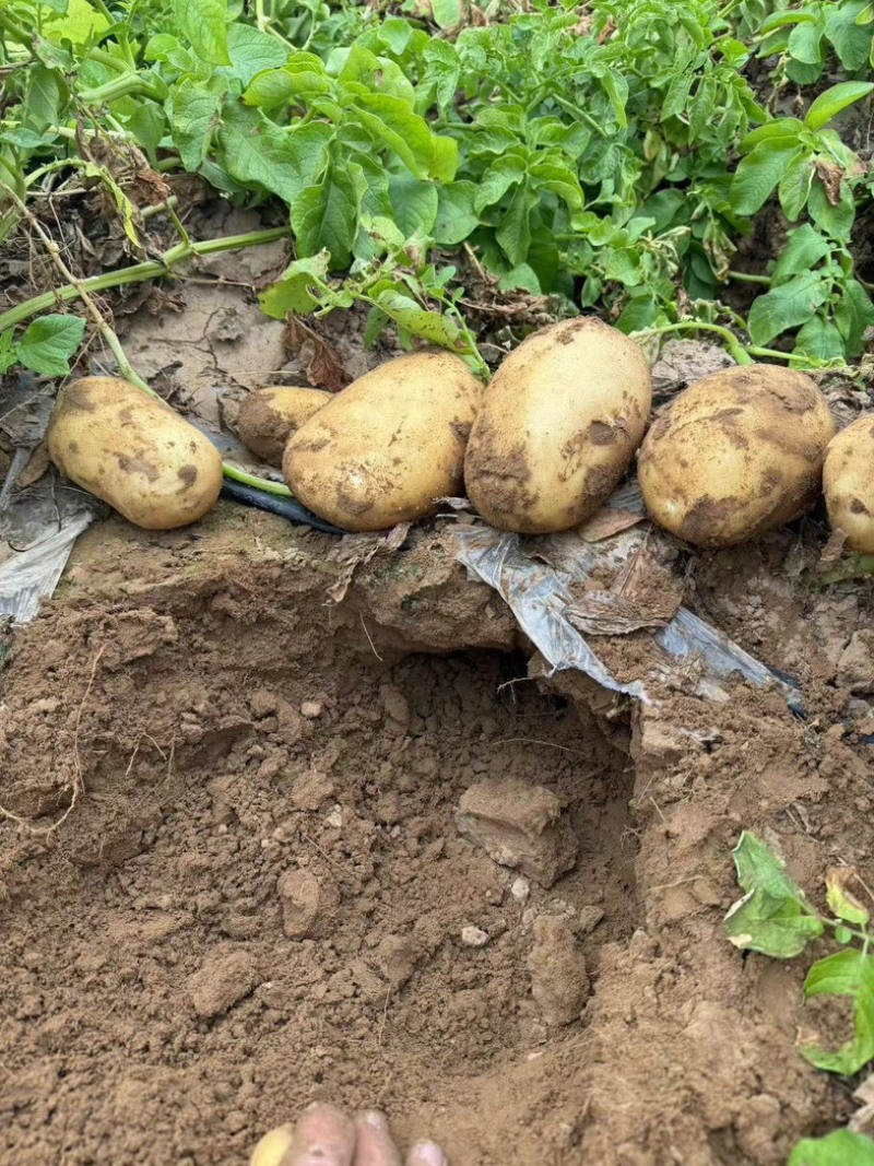 黄心土豆大量上市，品类齐全欢迎各地采购商选购