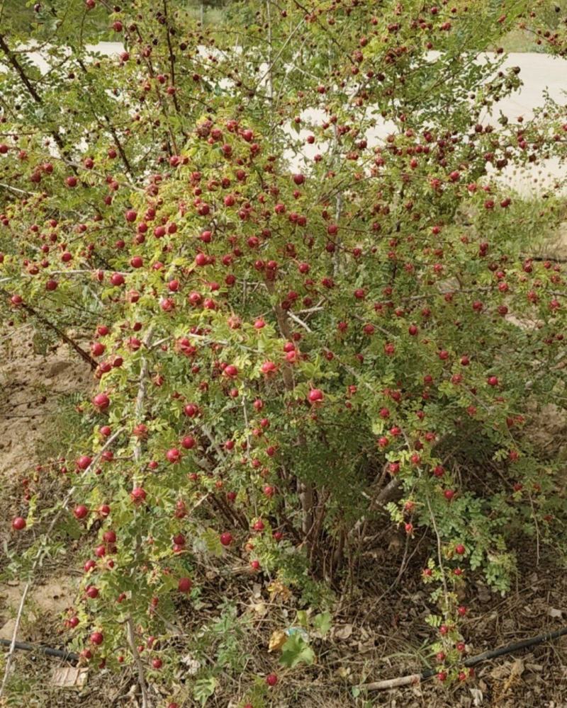 黄刺玫果