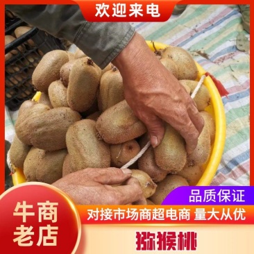 湖南凤凰富硒米良一号绿心猕猴桃，诚信代办，支持电商批发商