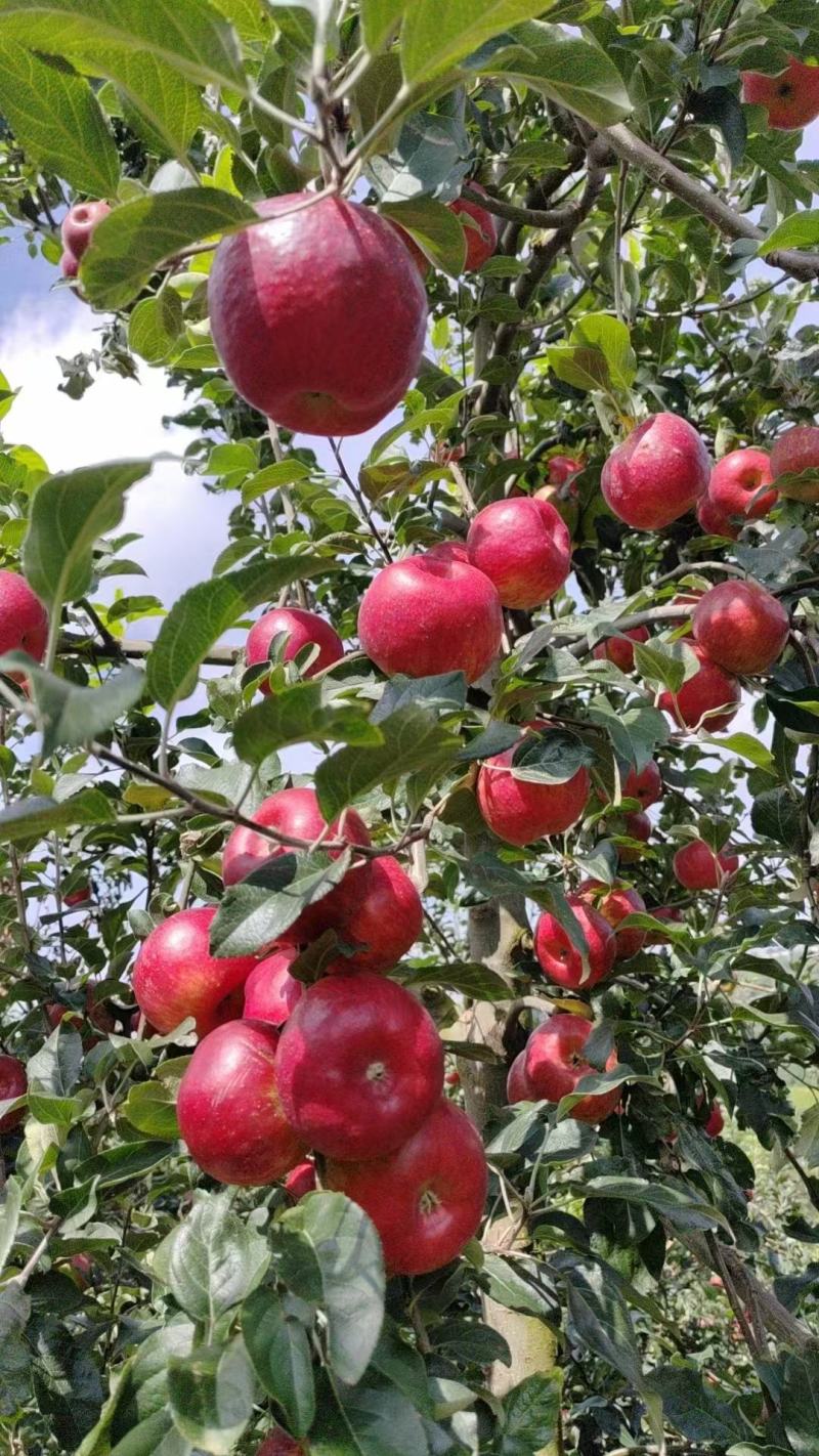 昭通苹果，华硕苹果大量陆续上市，产地直发，量大从优