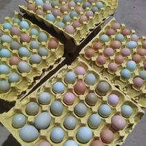 山东聊城养殖场出售粉壳蛋、绿壳蛋