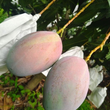 攀枝花米易高山凯特芒，基地直发，保质保量，量大从优