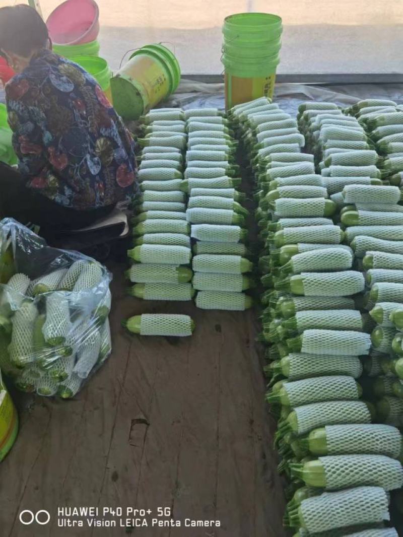 河北西葫芦产地直销一手货源量大从优