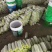 河北西葫芦产地直销一手货源量大从优
