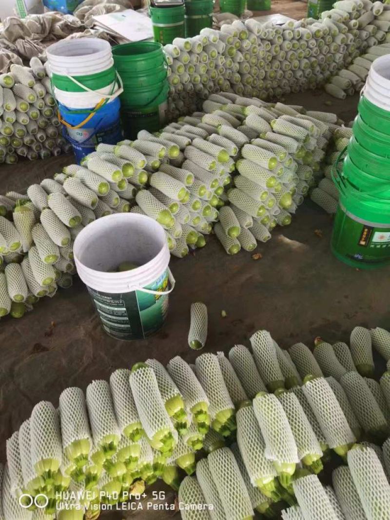 河北西葫芦产地直销一手货源量大从优
