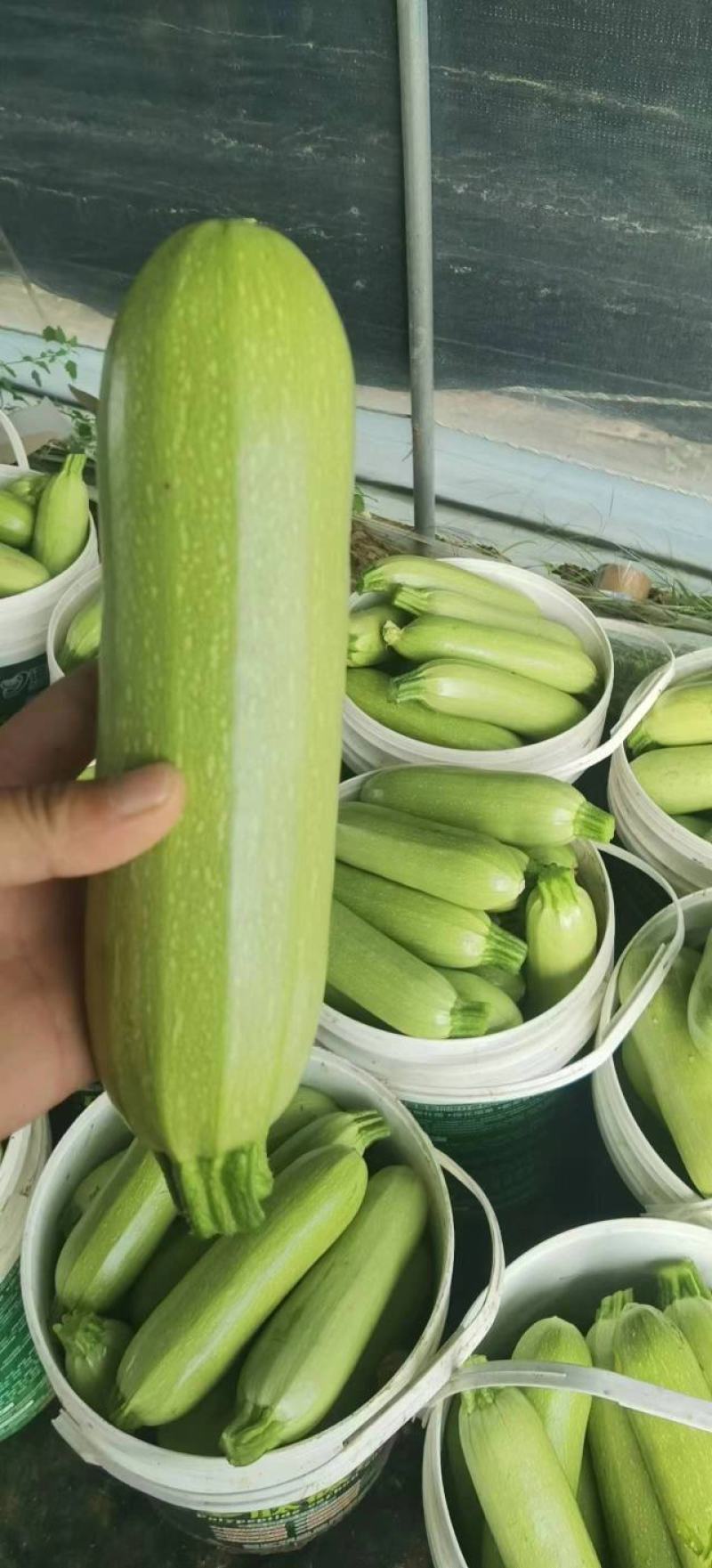 河北西葫芦产地直销一手货源量大从优耐运输