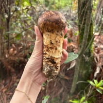 云南优质野生松茸菌大量上市产地直供全国发货