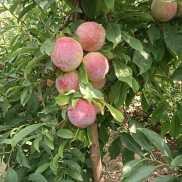 果园自种精品大红袍李子，欢迎老板咨询