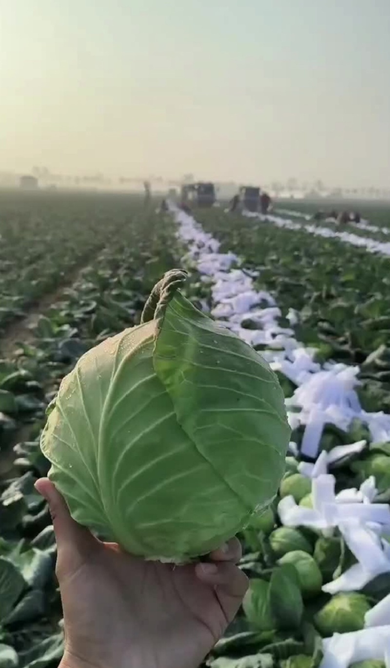 河北精品甘蓝圆甘蓝一手货源大量供应保质保量