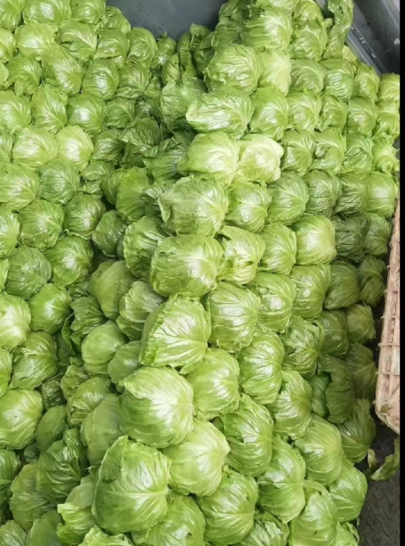 河北精品甘蓝圆甘蓝一手货源大量供应保质保量