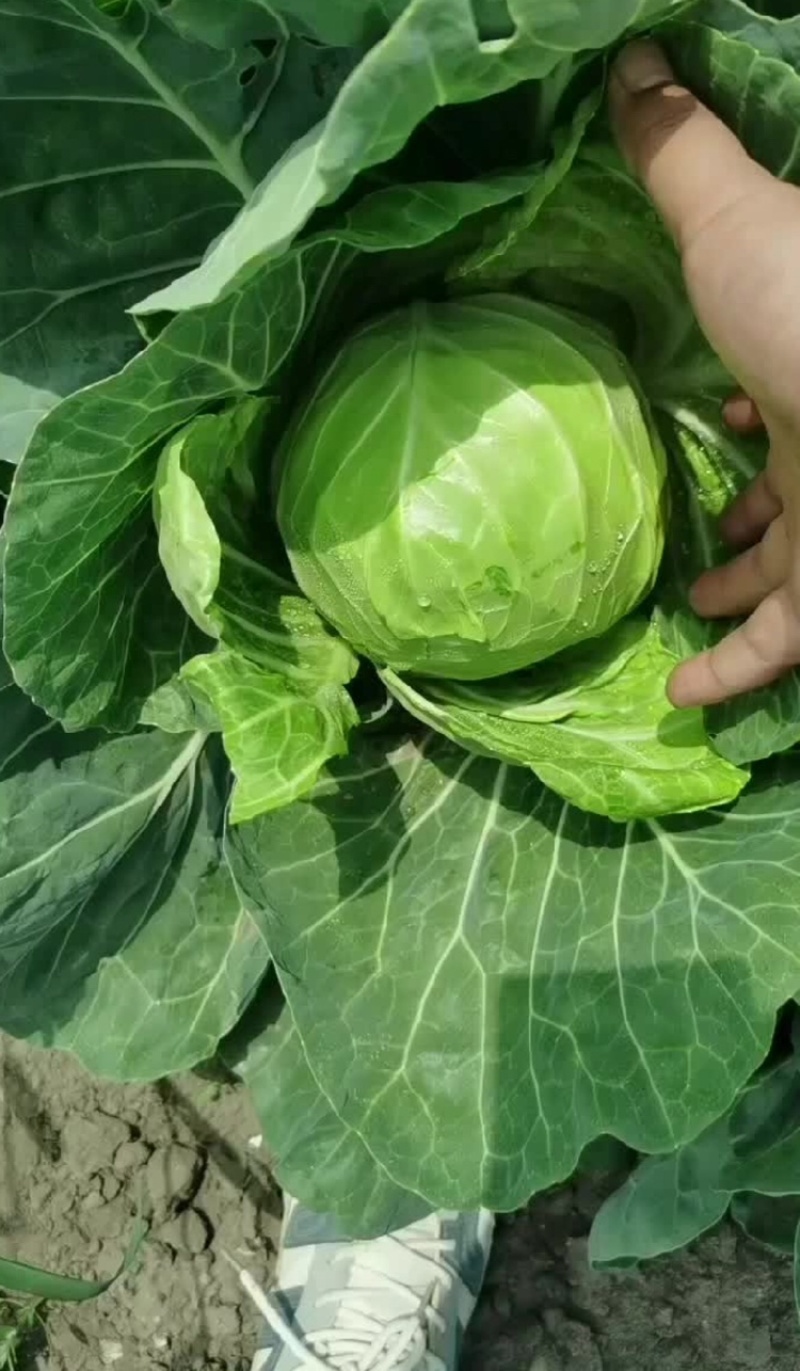 河北精品甘蓝圆甘蓝一手货源大量供应保质保量
