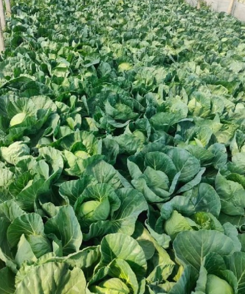 河北精品甘蓝圆甘蓝一手货源大量供应保质保量