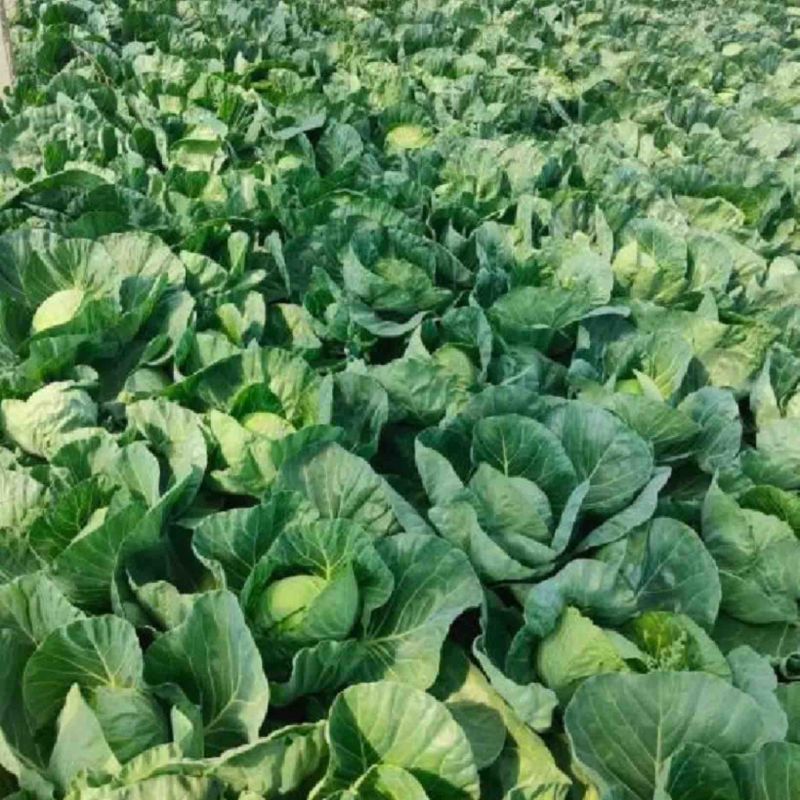 河北精品甘蓝圆甘蓝一手货源大量供应保质保量