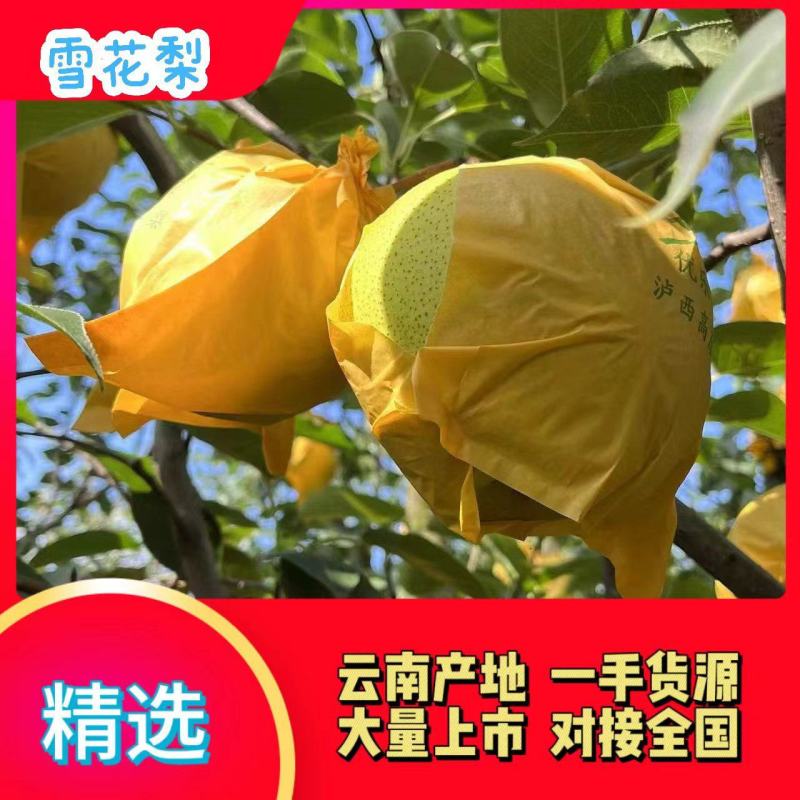 精品雪花梨，高原梨，产地直供，支持整车，一件，代发