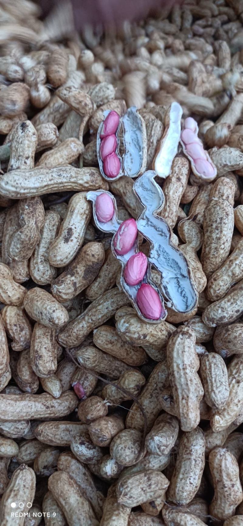山东四粒红鲜花生上市了带壳，颜色好看，欢迎新老客户前来选