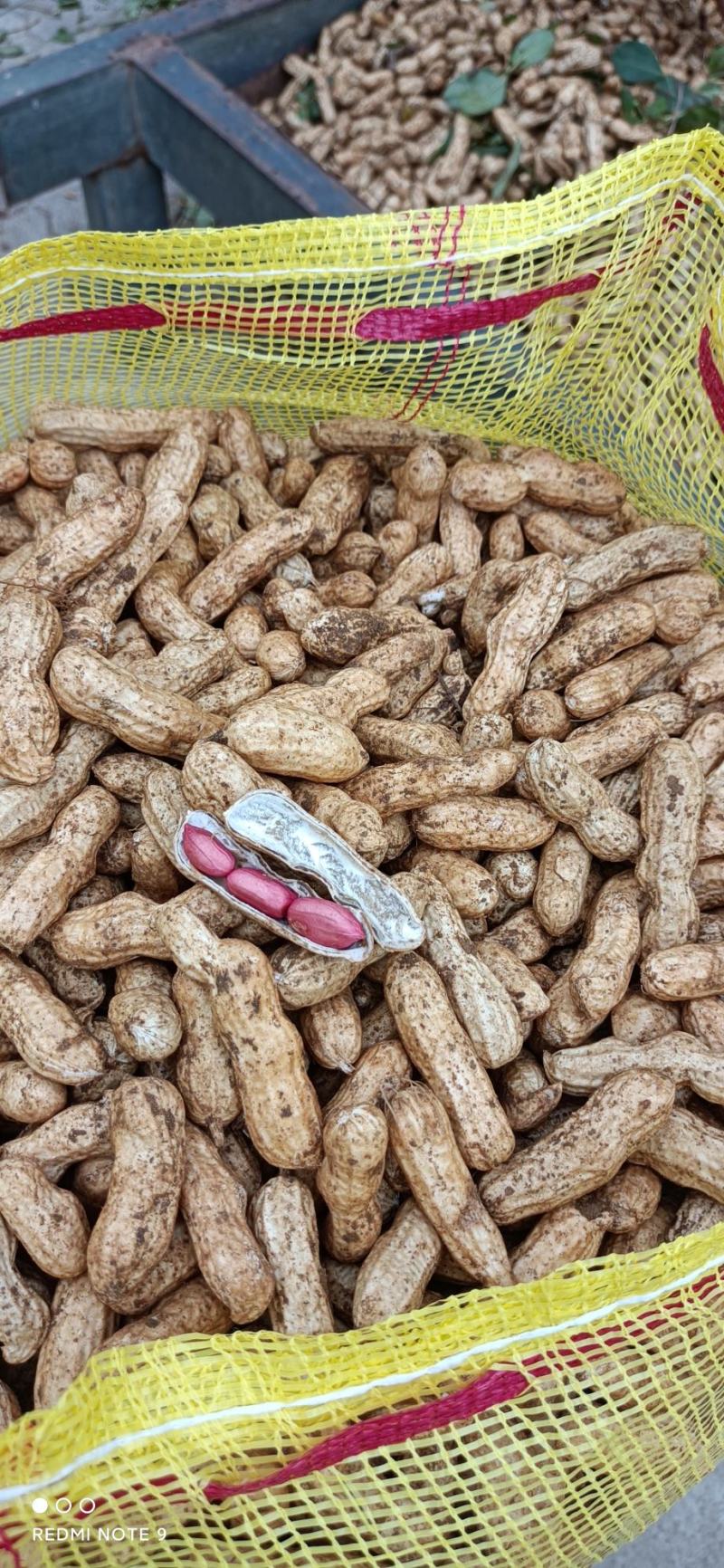 山东四粒红鲜花生上市了带壳，颜色好看，欢迎新老客户前来选