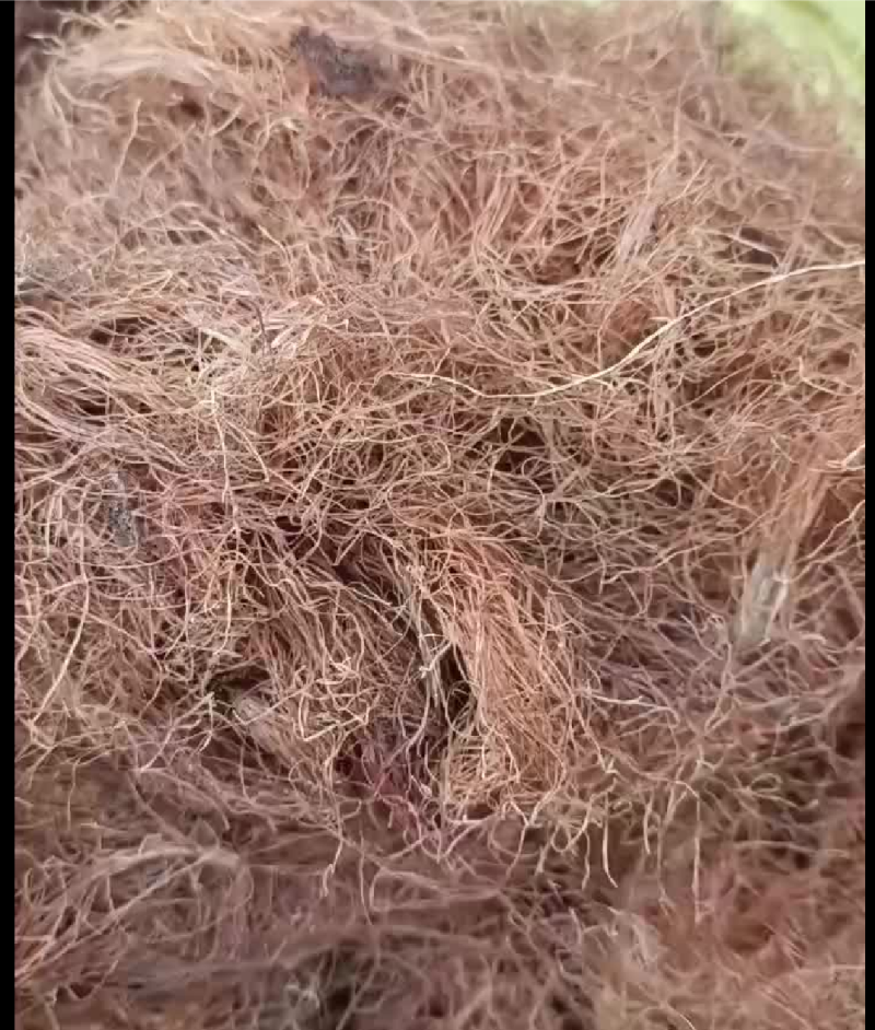 玉米须，产地货源，一手货源，保质保量，批发各种中药材欢迎
