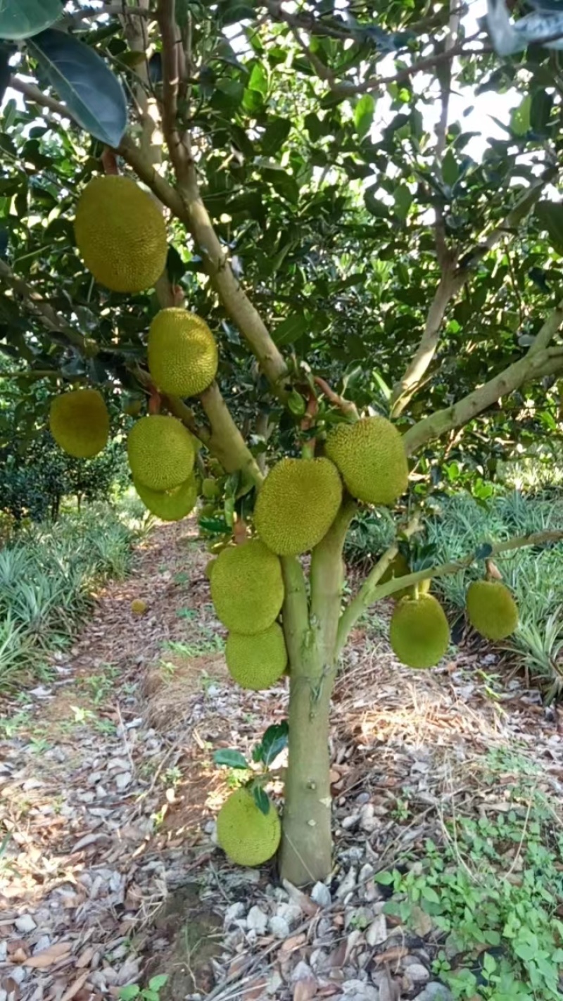 广东雷州菠萝蜜(滴水、贡品)