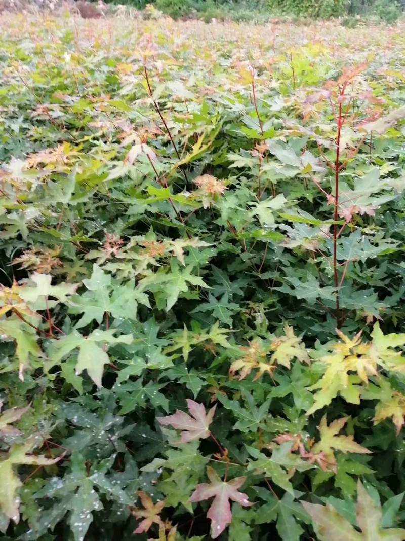 五角枫播种小苗