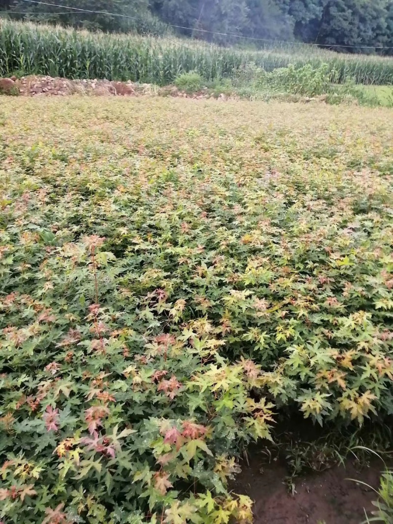 五角枫播种小苗