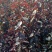蜜汁红叶李堆，红叶李大地苗，红叶李杯苗，红叶李扦插小苗