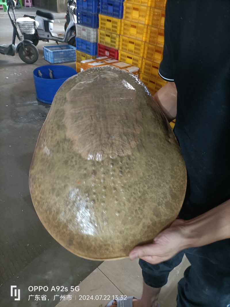 新鲜珍珠鳖大甲鱼，源头批发，货源充足！餐桌上的美食，适合