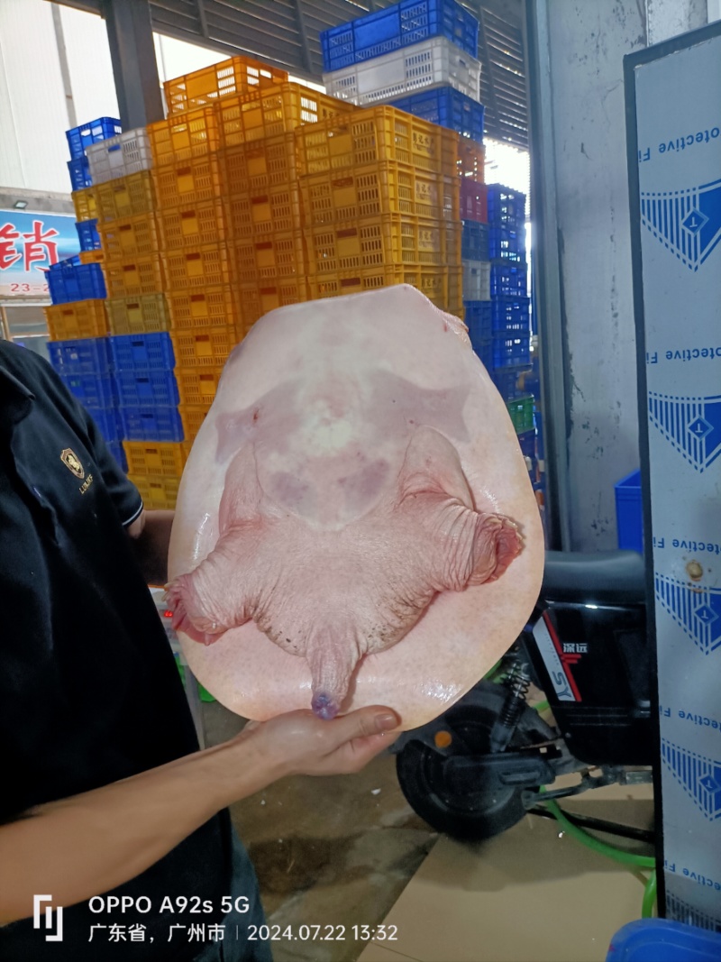 新鲜珍珠鳖大甲鱼，源头批发，货源充足！餐桌上的美食，适合