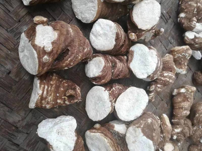 精品滇重楼基地发货精挑细选品质保证欢迎联系选购