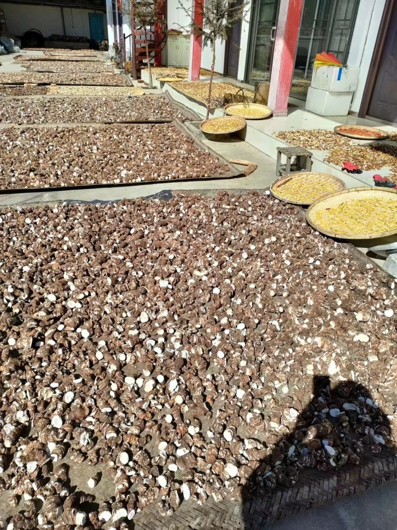 精品滇重楼基地发货精挑细选品质保证欢迎联系选购