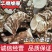 精品滇重楼基地发货精挑细选品质保证欢迎联系选购