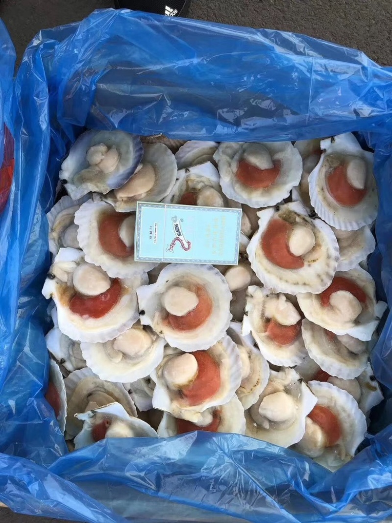 扇贝夏夷贝烧烤海鲜大咖视频看货质量保障期待您的来电