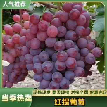 陕西蒲城红提葡萄现货供应颗粒大果粉好色泽红