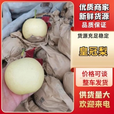 陕西渭南/蒲城优质皇冠梨/脆甜多汁/大量上市