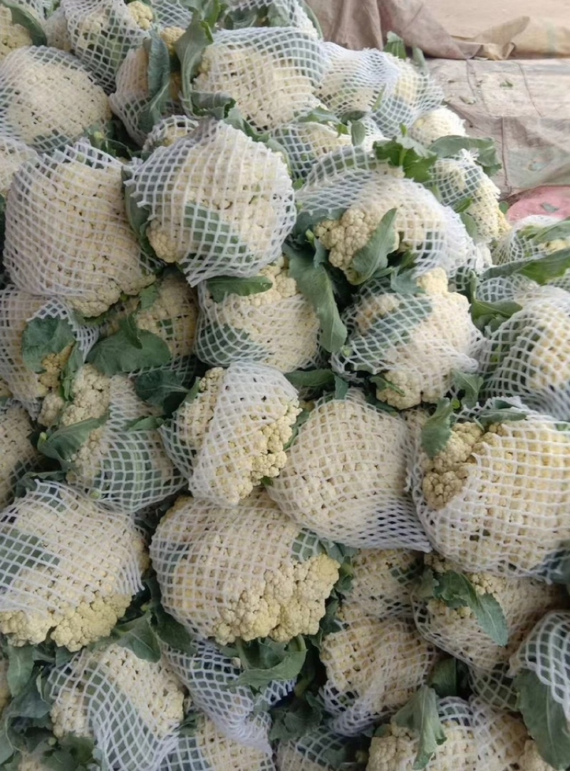 河北基地有机花菜大量上市品质保证诚信经营