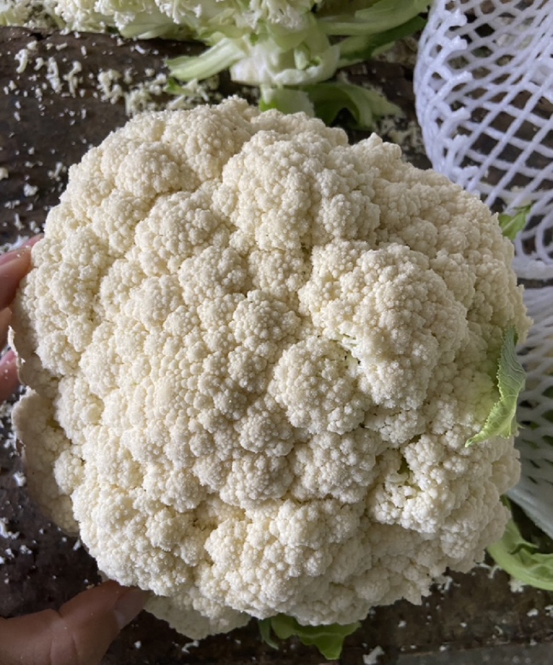 河北基地有机花菜大量上市品质保证诚信经营