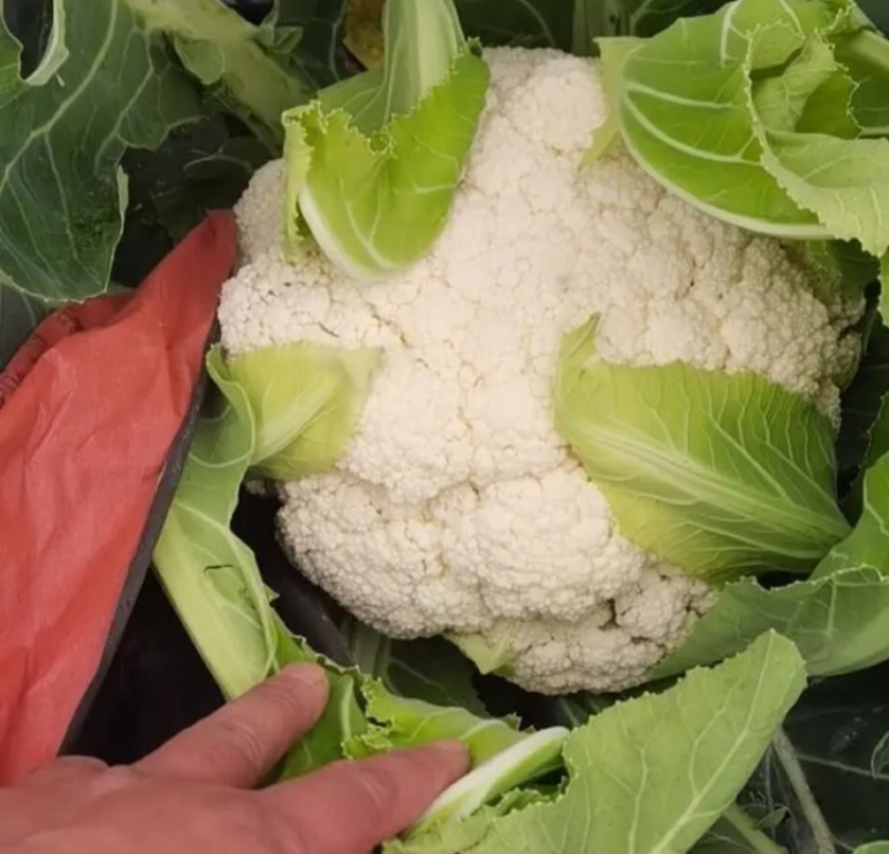 河北基地有机花菜大量上市品质保证诚信经营