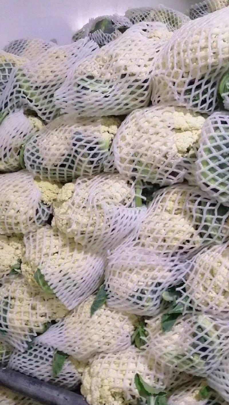 河北基地有机花菜大量上市品质保证诚信经营