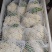 河北基地有机花菜大量上市品质保证诚信经营