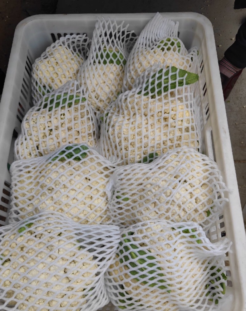 河北基地有机花菜大量上市品质保证诚信经营