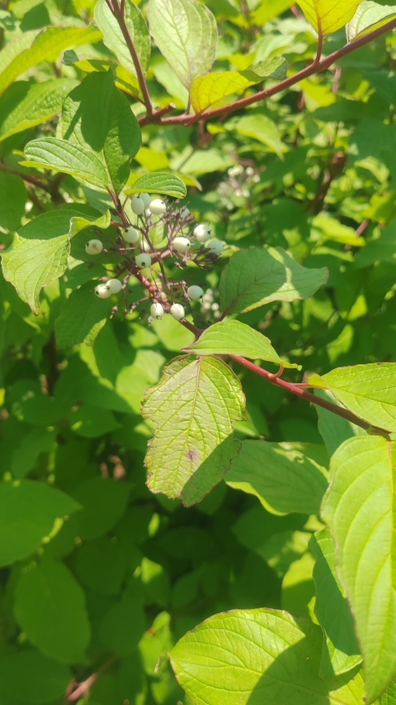 红瑞木堆，红瑞木二年堆，红瑞木播种小苗，红瑞木小苗，，，