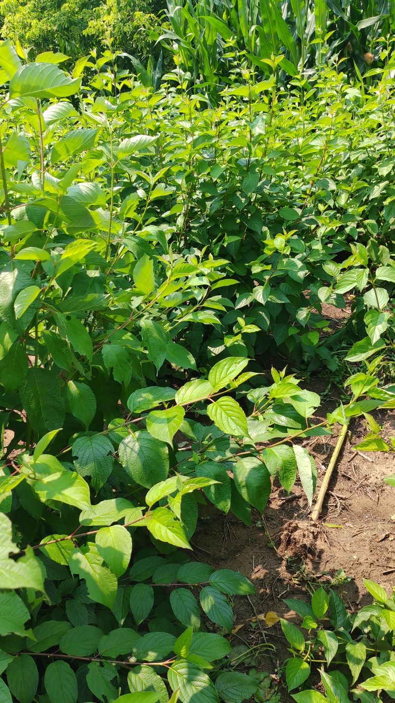 红瑞木堆，红瑞木二年堆，红瑞木播种小苗，红瑞木小苗，，，