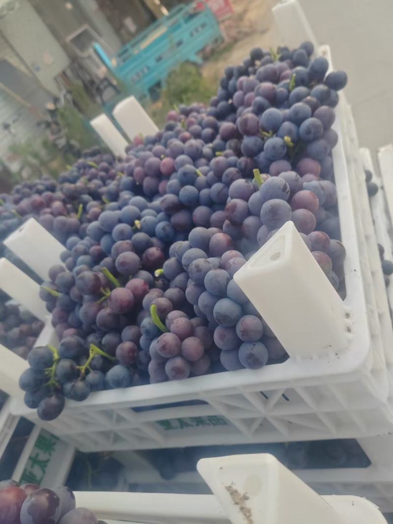 夏黑莆萄大量上市中有需要老板联系我，粒大，串大，全黑，高