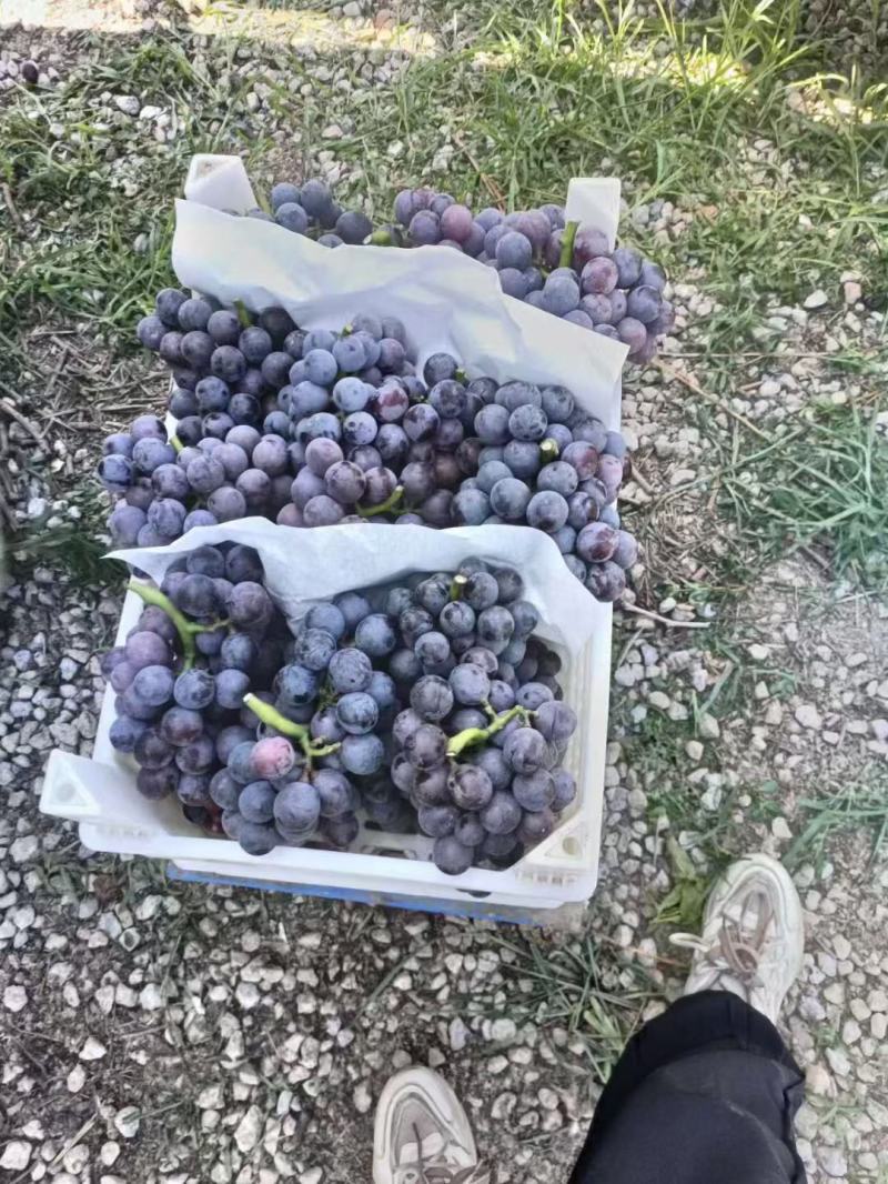 夏黑莆萄大量上市中有需要老板联系我，粒大，串大，全黑，高