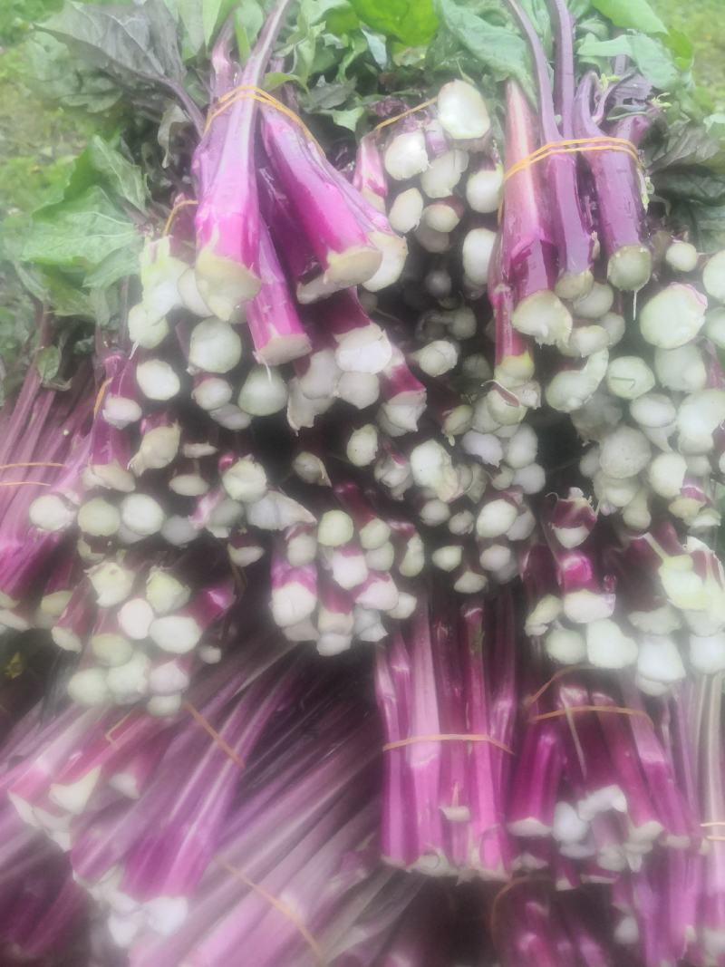 贵州红菜苔