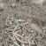 白芍，赤芍，种植，甘肃产地