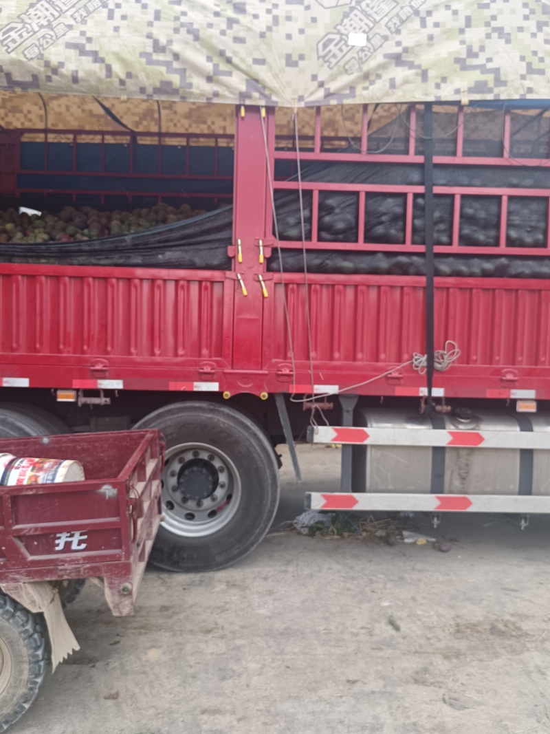 红芒
