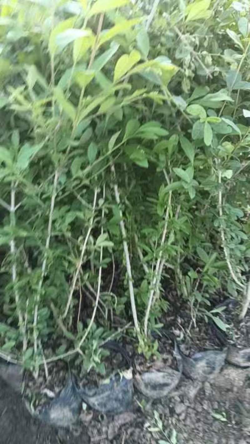 水蜡球，水蜡堆，水蜡播种苗，金叶水蜡球，紫叶水蜡，