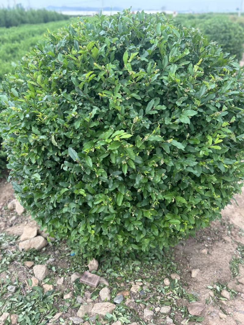 水蜡球，水蜡堆，水蜡播种苗，金叶水蜡球，紫叶水蜡，