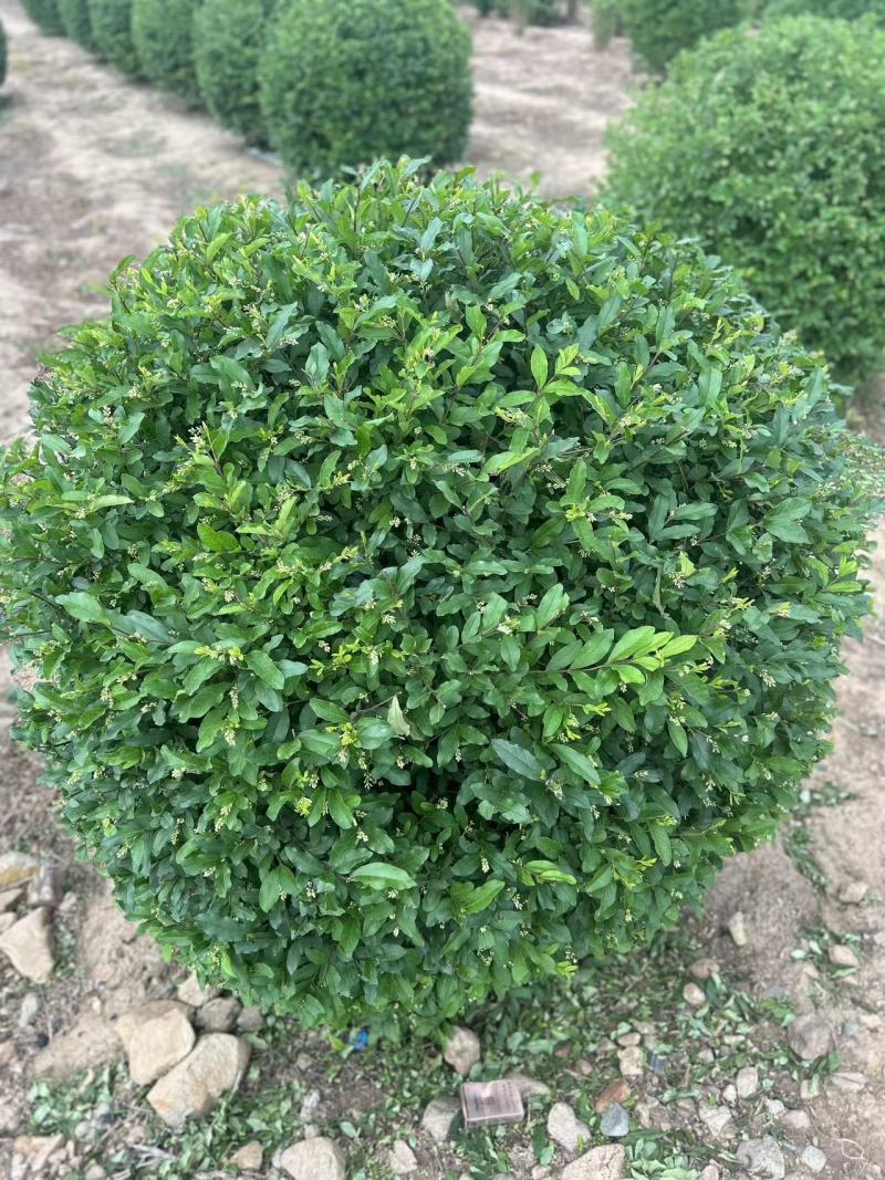 水蜡球，水蜡堆，水蜡播种苗，金叶水蜡球，紫叶水蜡，